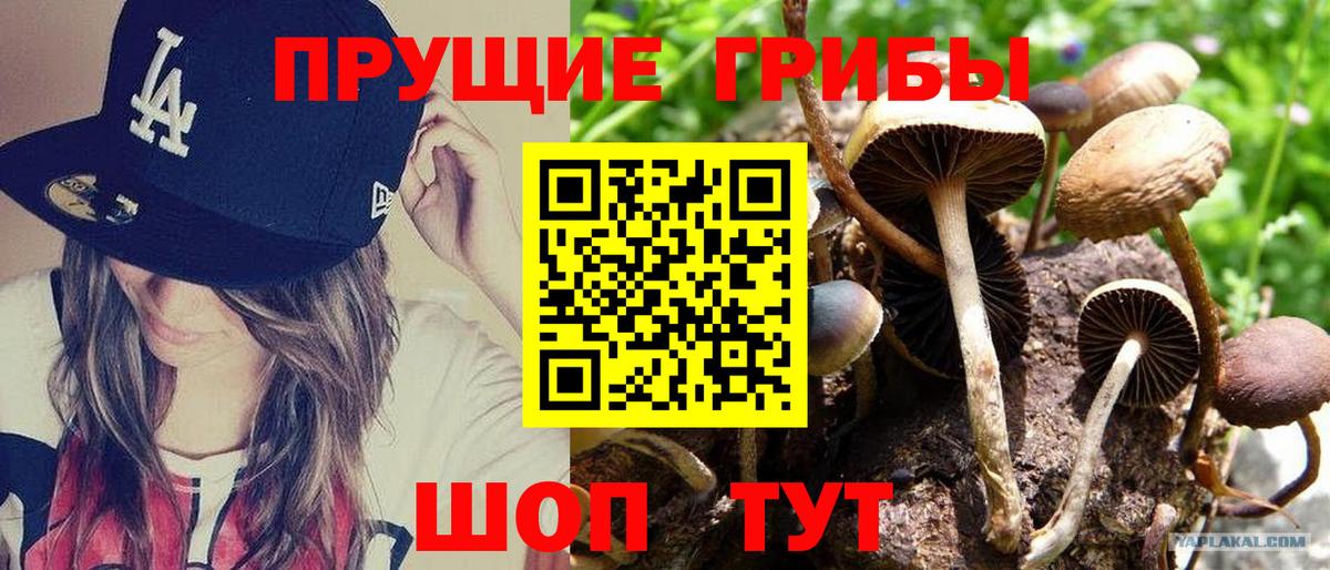 как найти закладки  Псилоцибиновые грибы мухоморы  Вход с VPN  Кизляр  Псилоцибиновые грибы ЛСД 